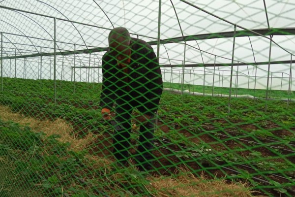 AgroZ Bird Net Effective Means of Bird Proofing Crops- Kenya