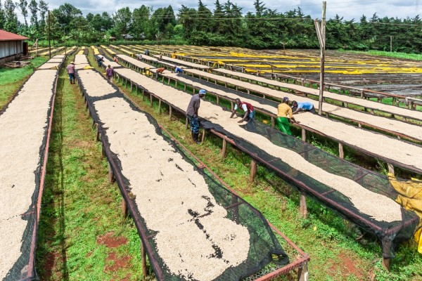 Agroz Coffee Drying Net - Agroz Kenya For Farmers